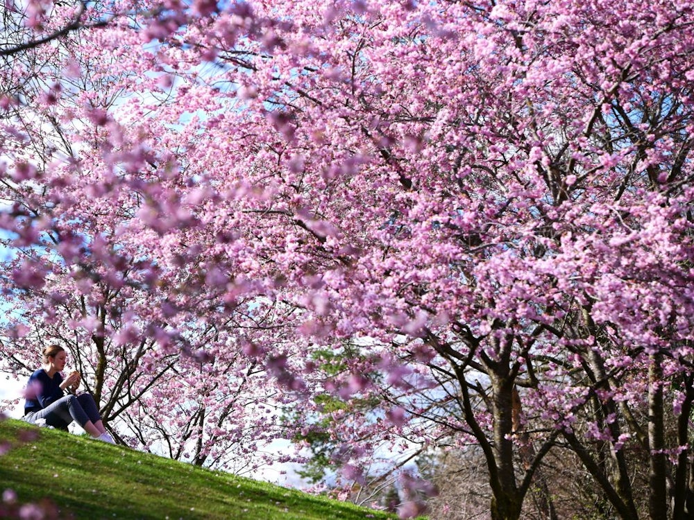 Kirschbaumblüte: Wenn Der Olympiapark Rosarot Trägt