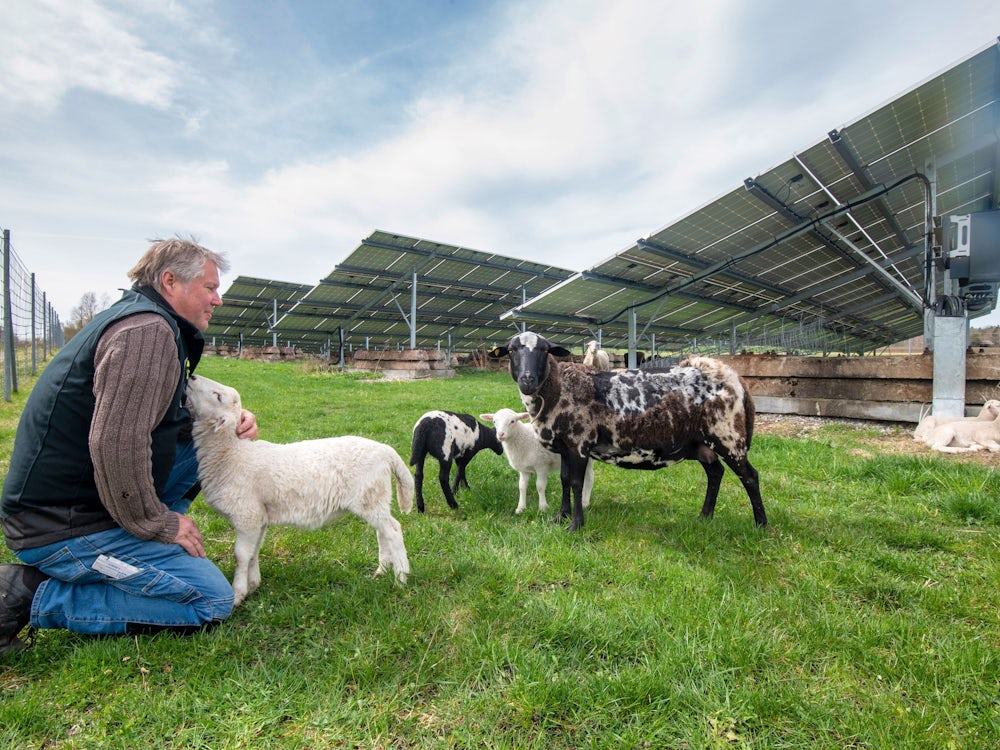 Energiewende: Wenn Schafe Unter Solarmodulen Grasen