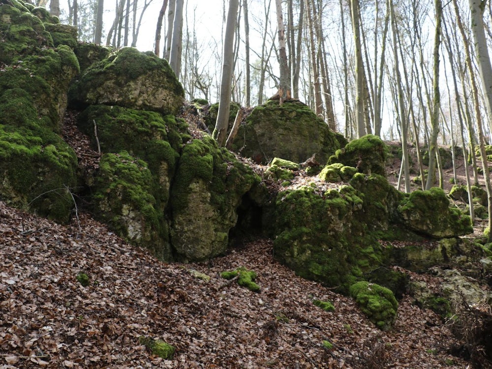 Kriminalfall Sonja Engelbrecht: Der Mörder Muss Den Wald Gut Gekannt Haben