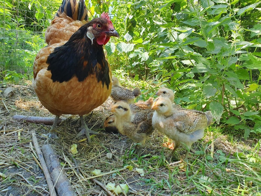 Fürstenfeldbruck: Landkreis Der Hobbyhalter