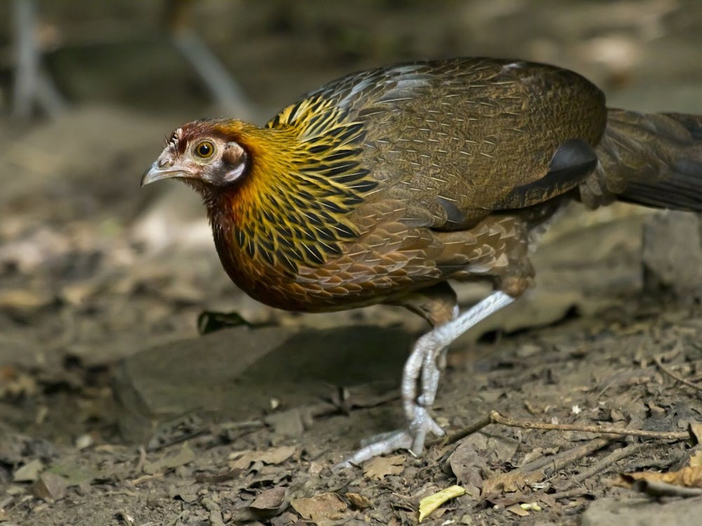 Dem Geheimnis Auf Der Spur: Osterüberraschung