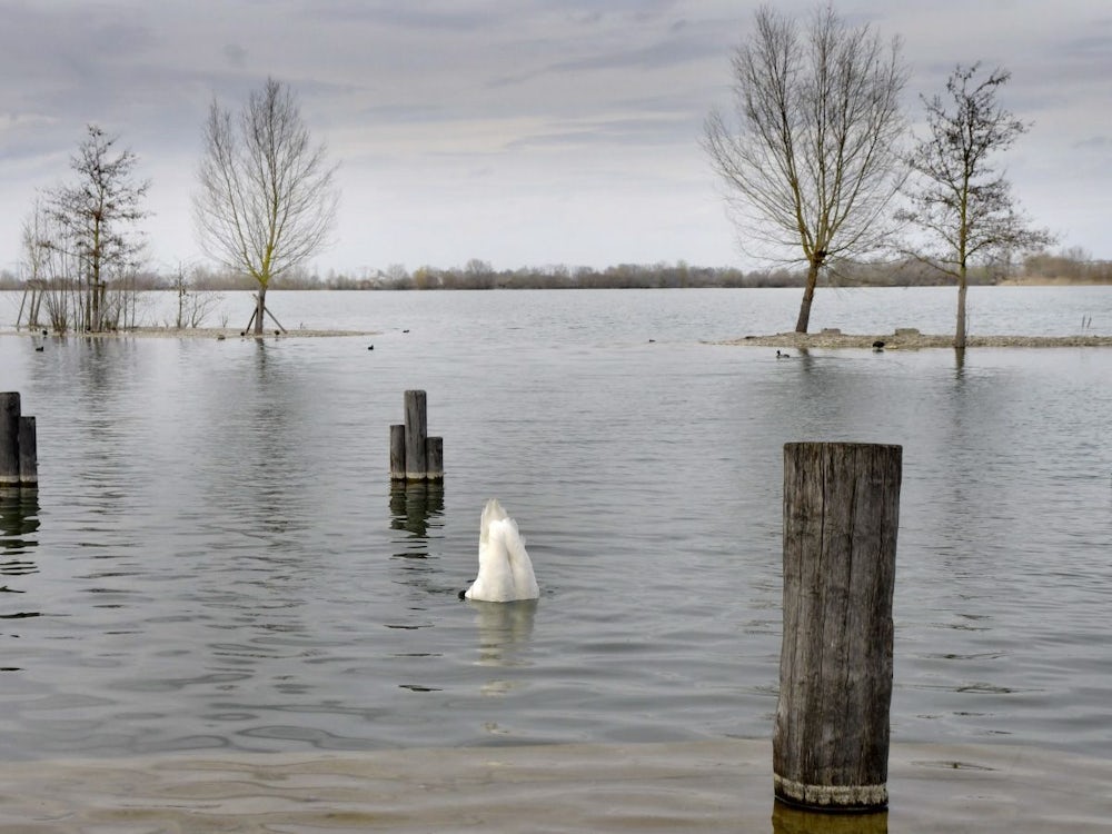 Am Kronthaler Weiher: Perfekte Haltung In Jeder Situation