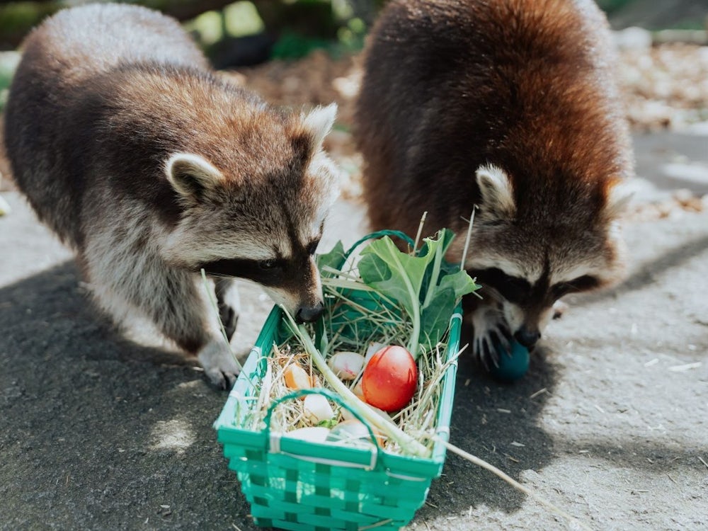 Tierpark Hellabrunn: Wenn Tiere Osternester Entdecken