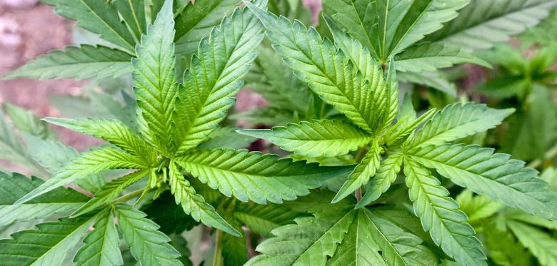 Bundesrat Lässt Cannabisgesetz Trotz Scharfer Kritik Passieren