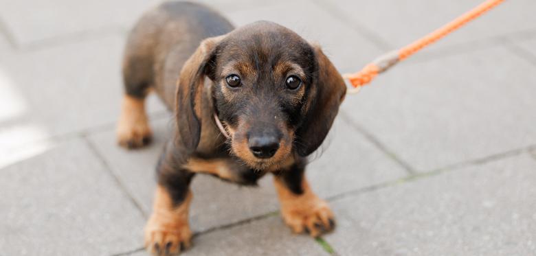 „es Entsteht Unheimliches Leid Für Die Tiere Und Das Teils Ein Leben Lang“