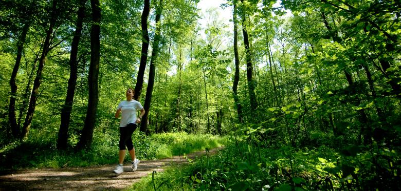 „wälder Sind Nicht Der Holzlieferant Für Einen Schnelllebigen Markt“