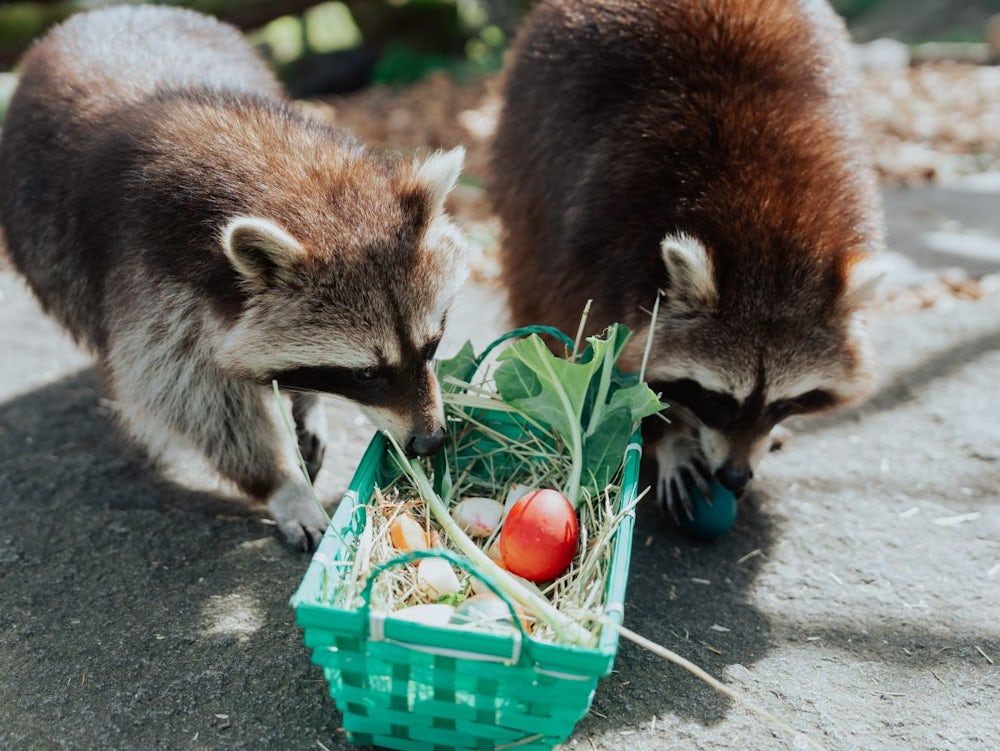 Freizeit Tipps: Was Ostern In München Geboten Ist