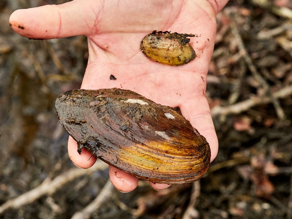 Ebersberger Klostersee: Die Mission Der Muschelschubser