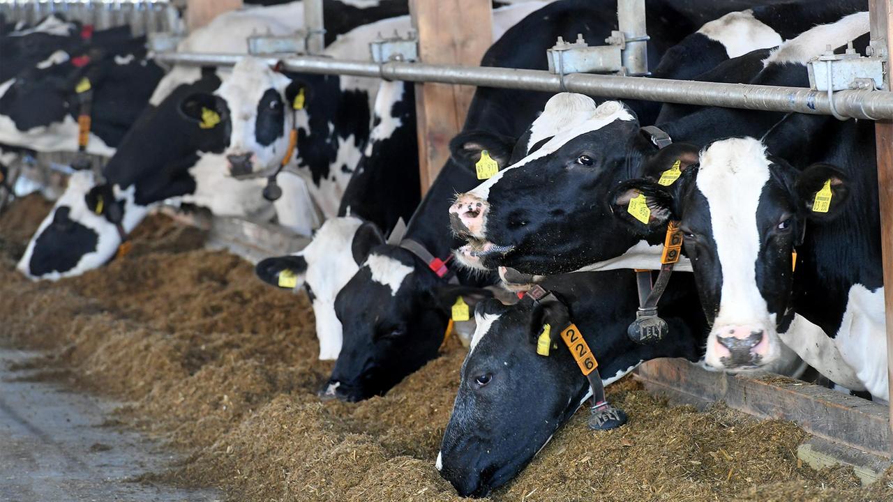 Trinkmilch Nur Noch Aus Tierwohlställen