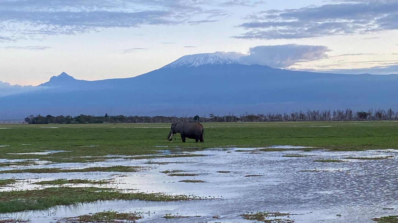 Wie Der Klimawandel Elefanten In Kenia Bedroht