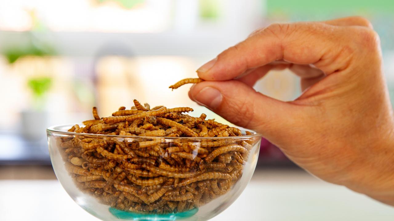 Insekten Als Nahrungsmittel: Futter Für Die Verschwörungsszene