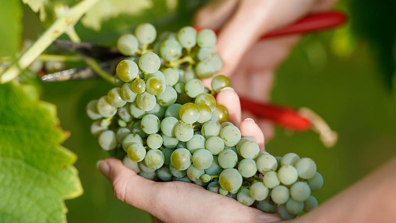 Weinernte 2023 Schlechter Ausgefallen Als Gedacht