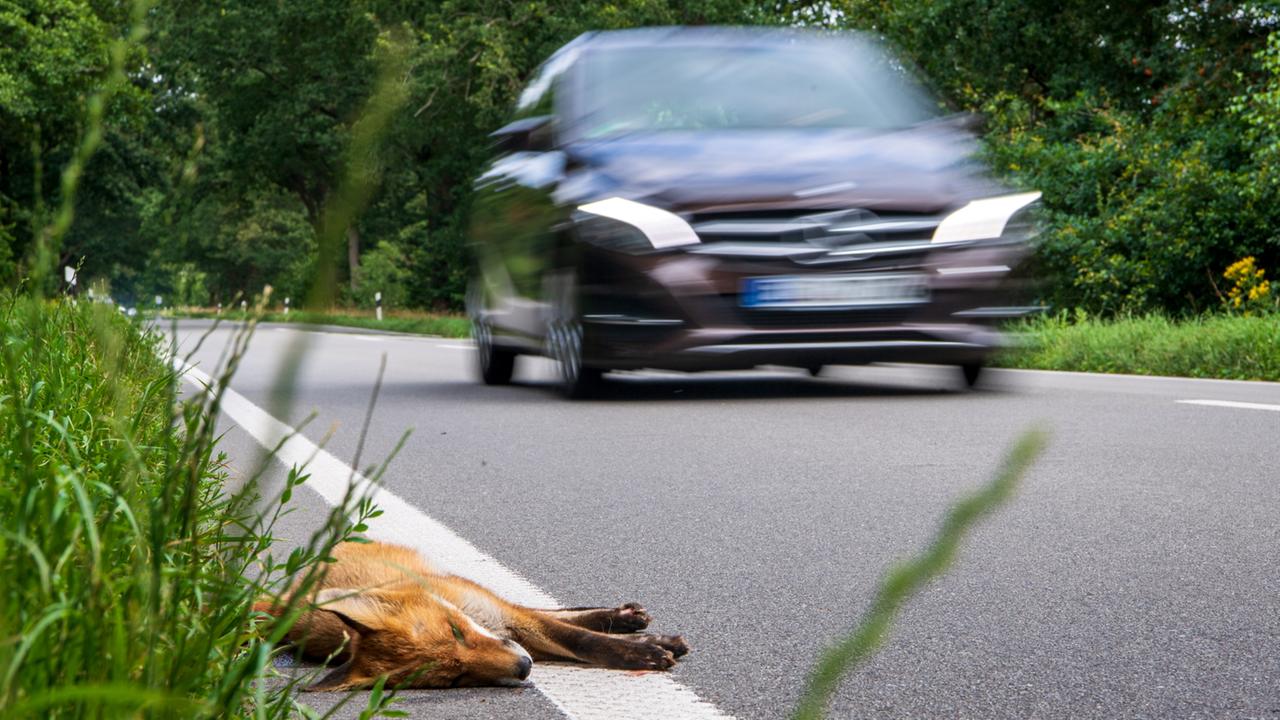 Sommerzeit: Zeitumstellung Führt Zu Mehr Wildunfällen