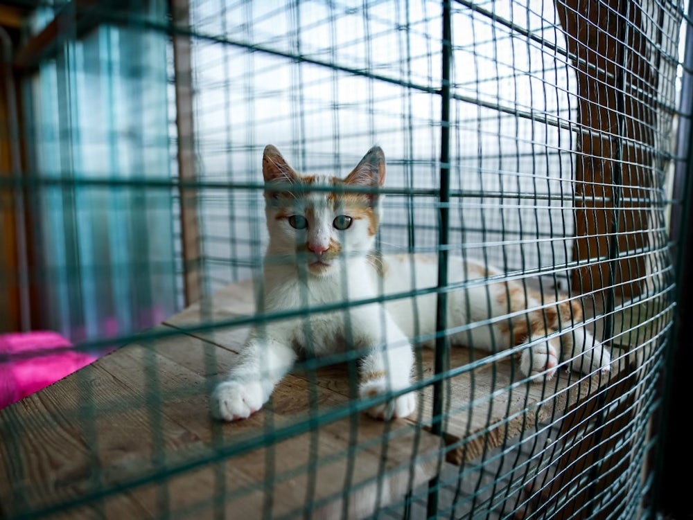 Tierschutz: Bayerns Tierheime Klagen über Zu Wenig Unterstützung