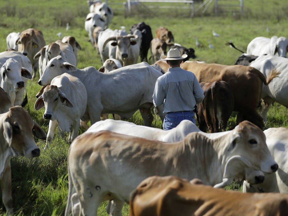 Nach Kontakt Zu Infizierten Kühen: Person In Texas Hat Sich Mit Vogelgrippe Angesteckt