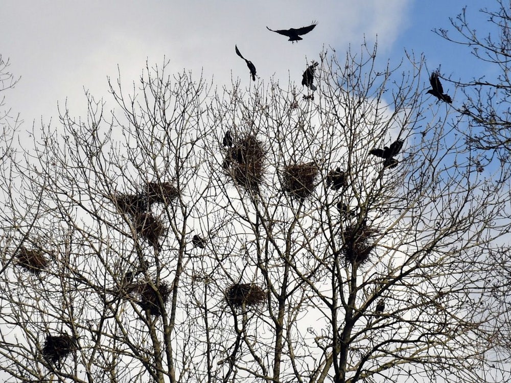 Vogelschutz: Vielleicht Geht Was