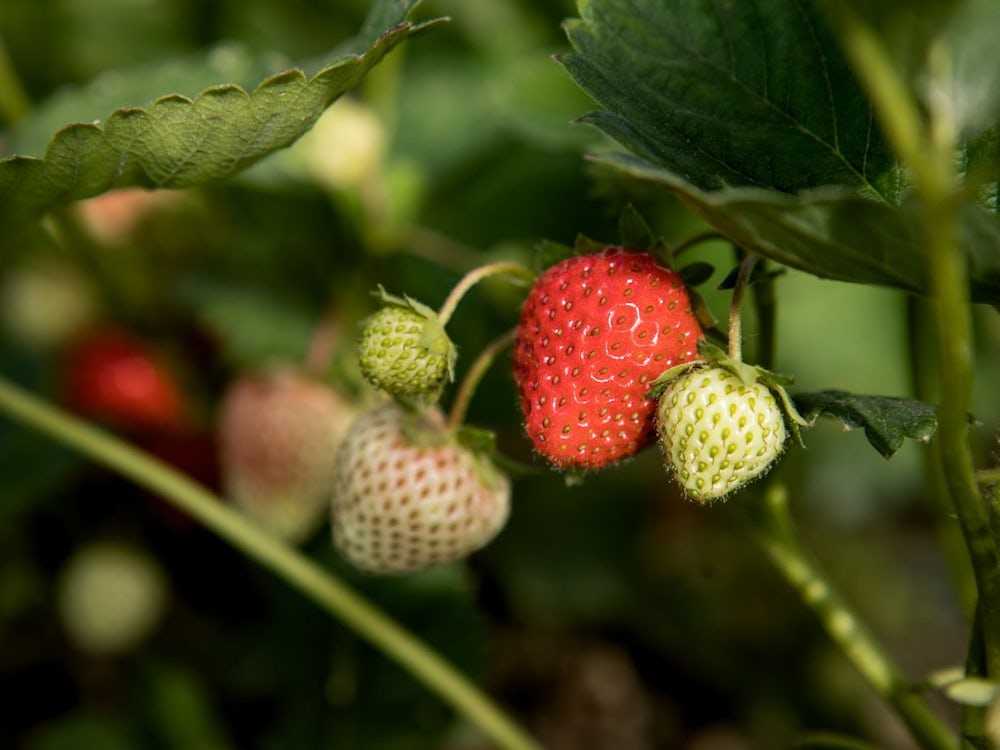 Landwirtschaft: Bayerische Erdbeeren Brauchen Noch Ein Wenig Sonne