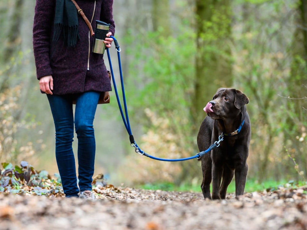 Grünstreifen: Hunde Sollen An Die Leine, Menschen Auf Die Wege