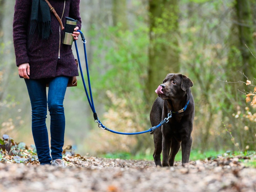 Hundeverordnung: Leinenlos Für Ein Paar Hundert Meter