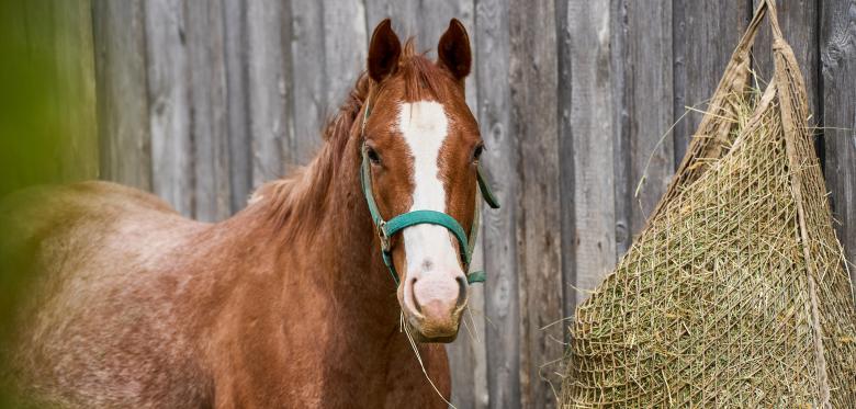 Neunjähriger Stirbt Nach Unfall Mit Pferd