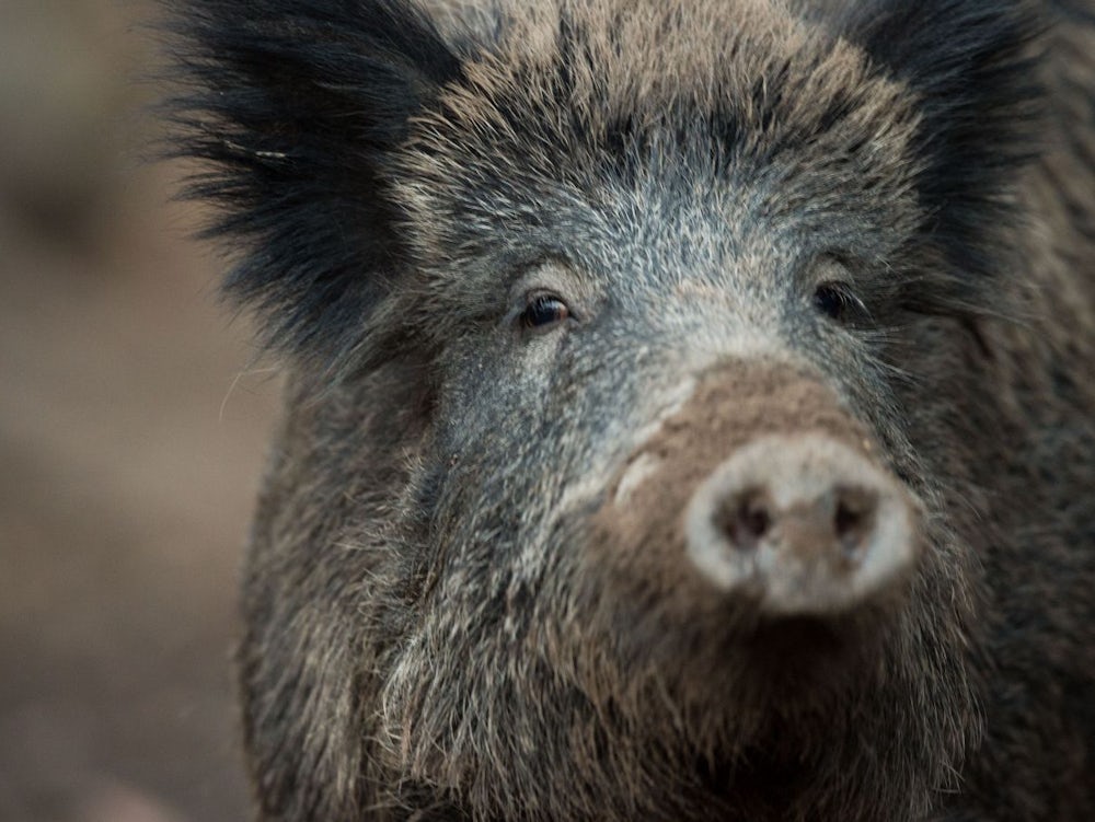 Landkreis Kronach: Panisches Wildschwein Rennt In Restaurant Umher