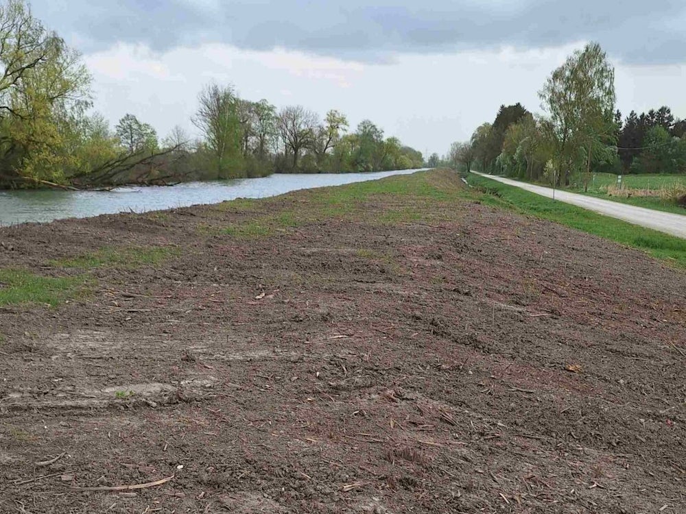 Naturschutz: Kahlschlag Am Mittlere Isar Kanal