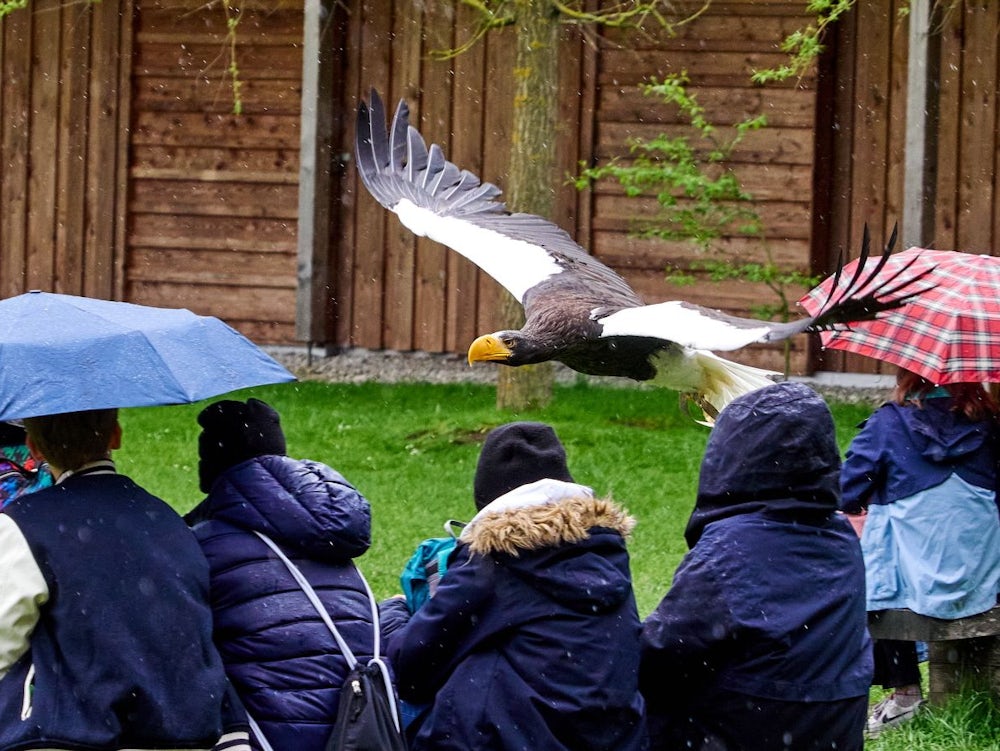 Sz Kolumne Typisch Deutsch: Frei Wie Ein Vogel