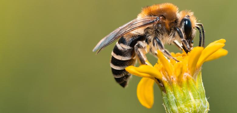 Alles Voller Bienenkot – Hausbesitzer Verklagt Züchterin