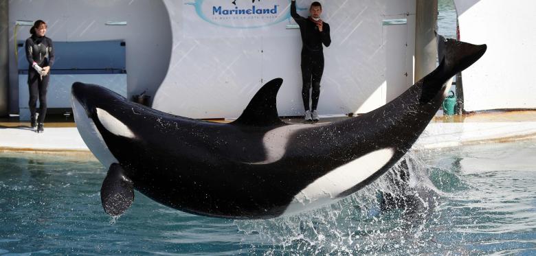 Orca Verschluckt Metallteil Und Verendet Im Freizeitpark