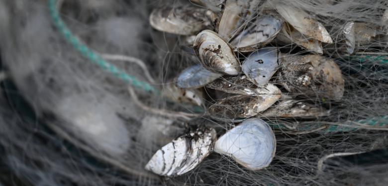 Invasive Muscheln Bedrohen Wasserversorgung Am Bodensee