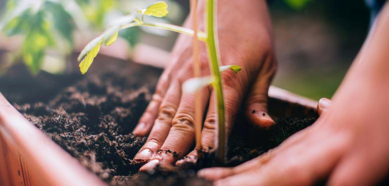 Urin Als Natürlicher Dünger Für Den Garten