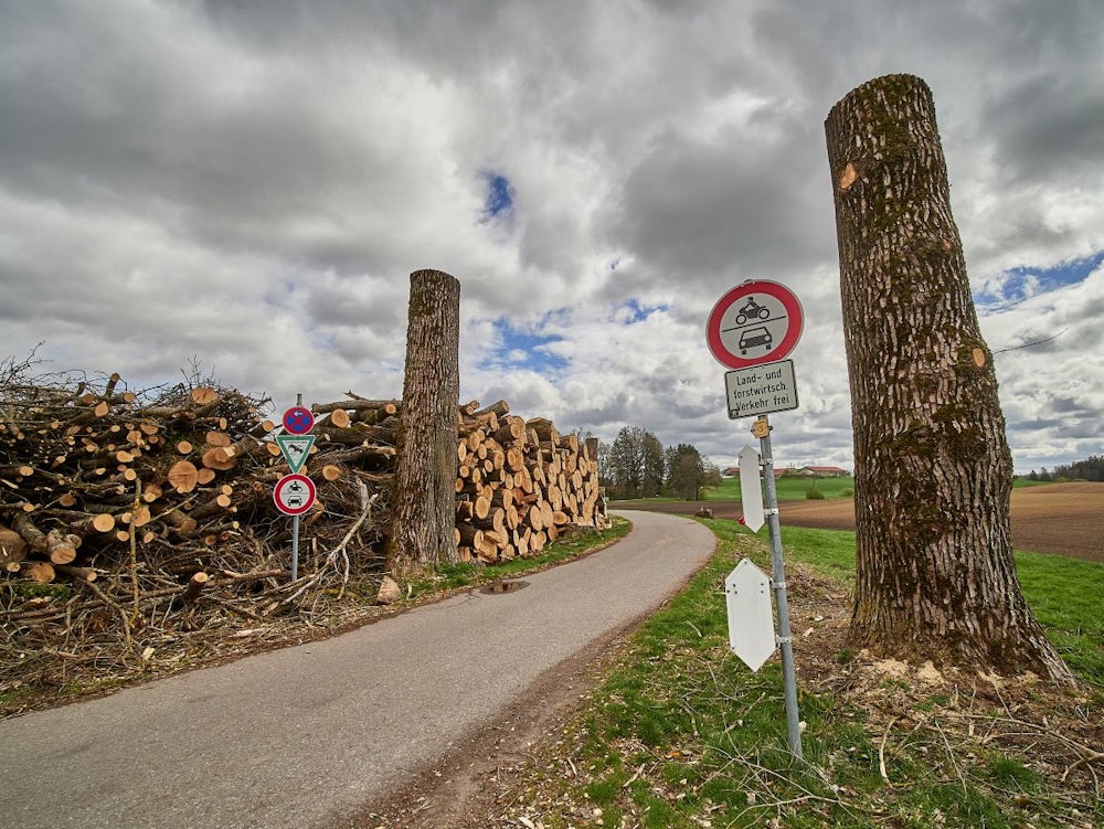 Naturschutz: Abschied Von Der Alten Allee