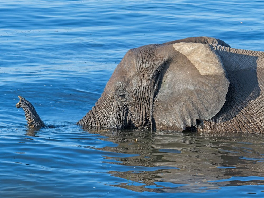 Stilkritik: Tierliebe: Wo Die Großen Elefanten Spazieren Gehen