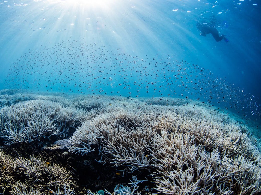 Great Barrier Reef: Können Korallen In Tiefem Wasser Den Klimawandel überleben?