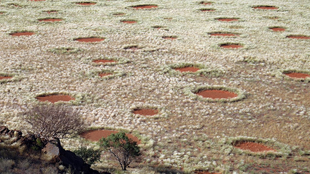 Deutscher Wissenschaftler: Phänomen Der Feenkreise In Namibia Entschlüsselt?