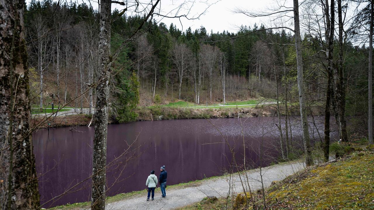 Purpurbakterien Lassen Einen See Im Allgäu Lila Leuchten