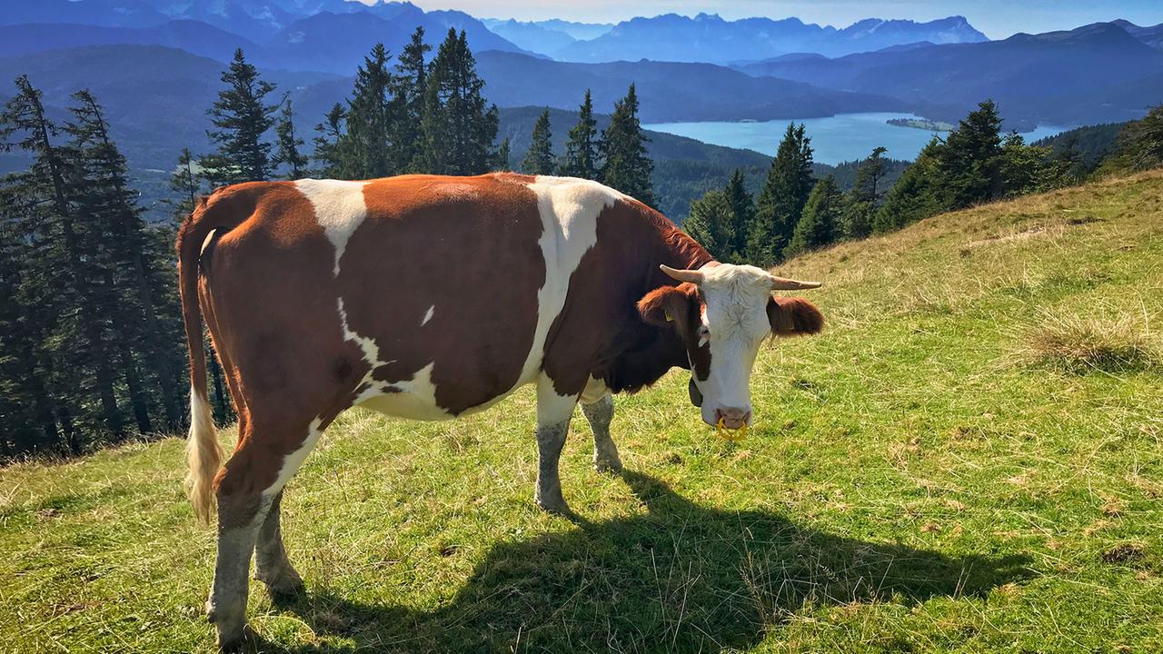 Zahl Der ökologischen Landwirtschaftsbetriebe Gestiegen