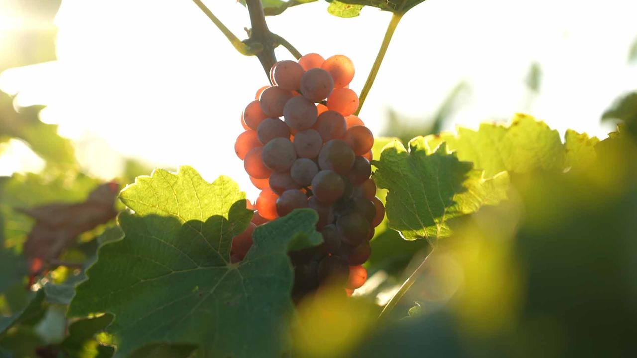 Weniger Weinkonsum Macht Winzern Zu Schaffen