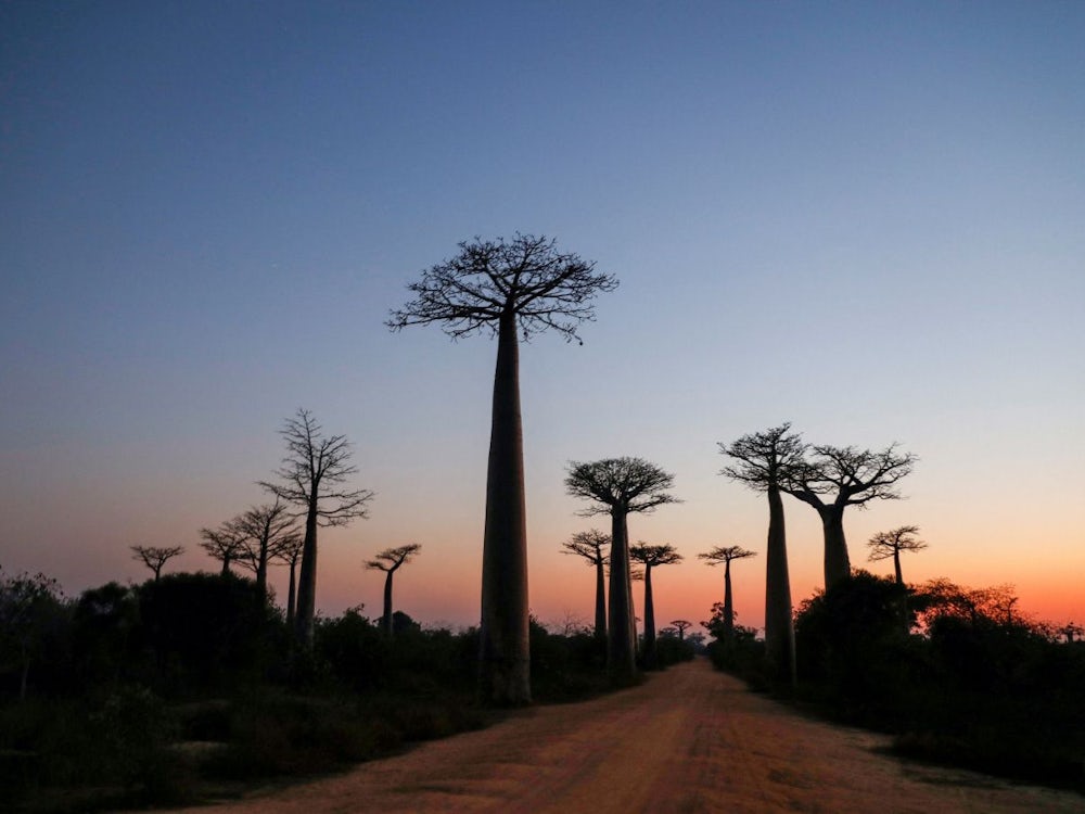 Botanik: Wie Der Baobab Afrika Erobert Hat