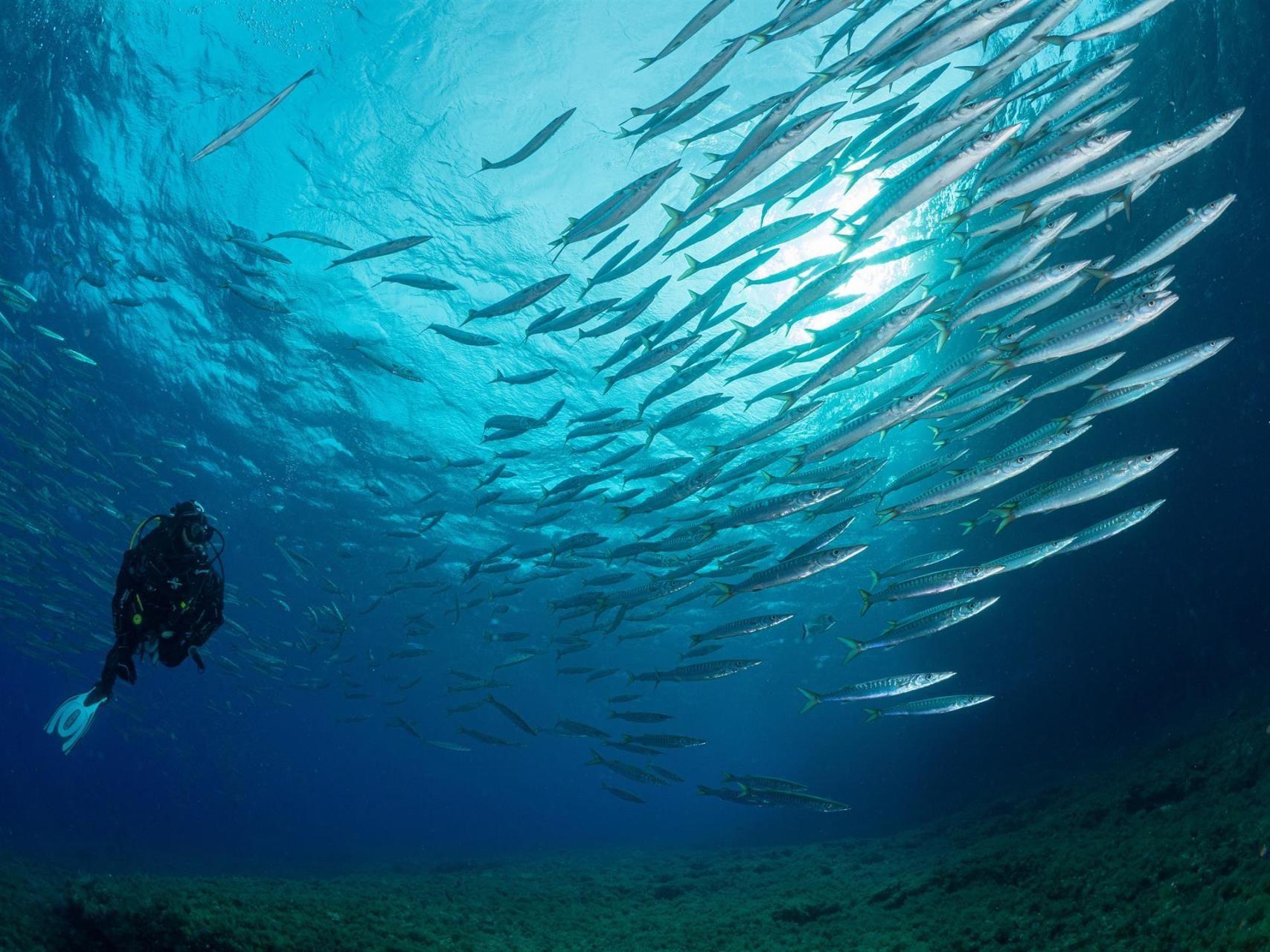 Drama Unter Wasser: Belgischer Taucher Erleidet Tödlichen Infarkt Vor Mallorca