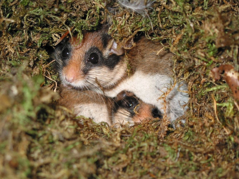 Seltene Tiere In Nordbayern: Unterstützung Für Die Schlafmaus „zorro“