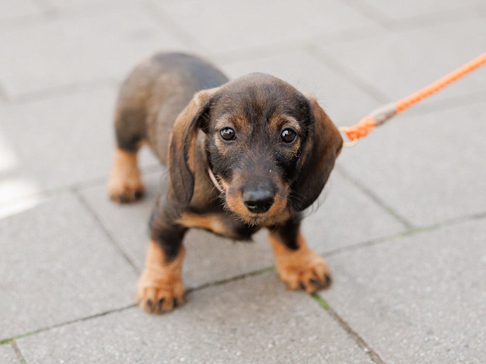 Haustiere In Der Politik: Auf Den Hund Gekommen