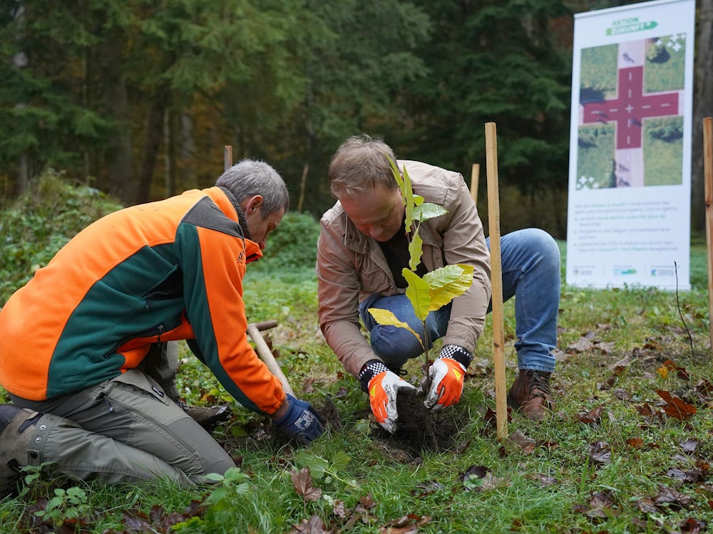 Crowdfunding: Esskastanien Statt Fichten