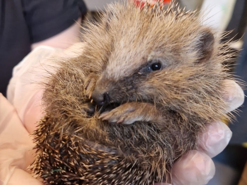 Olching: Hortkinder Retten Igel