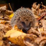 Naturschutz: Wie Sie Igel Helfen Können