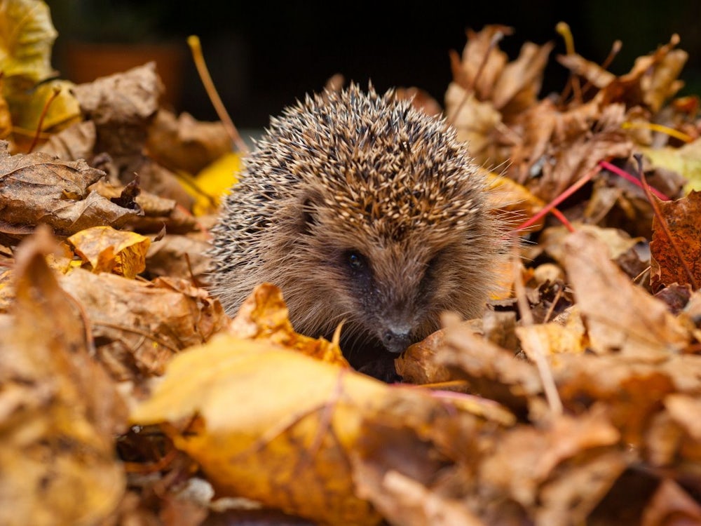 Naturschutz: Wie Sie Igel Helfen Können