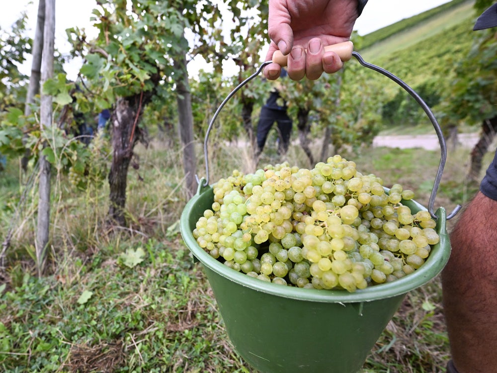 Wein: Warum Die Deutschen Winzer So Frustriert Sind