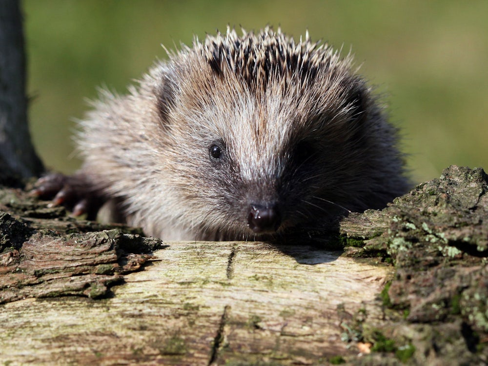 Artenschutz: Igel Erstmals Als Bedrohte Art Gelistet