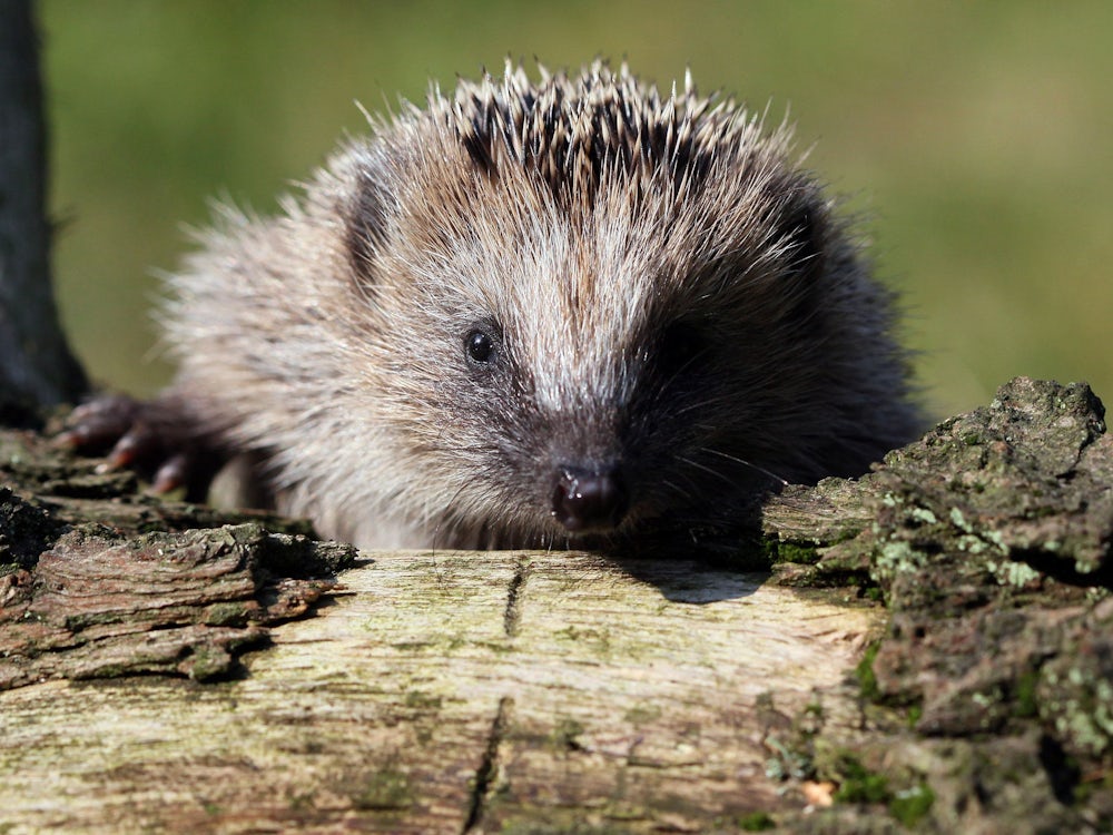 Aktuelles Lexikon: Igel