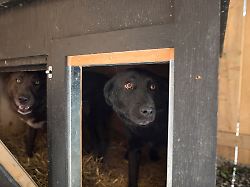 Der Tag: "wir Haben Keine Worte" Dutzende Hunde Sterben Bei Feuer